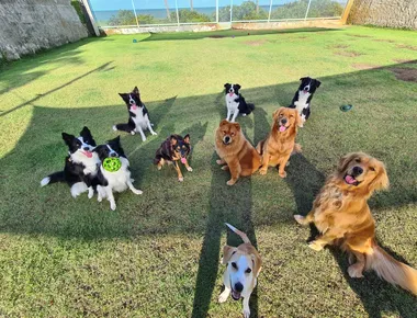 Responsabilidade de tutores de cachorros: saiba quem responde por acidentes