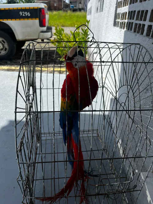 
				
					Arara roubada da Bica é encontrada em João Pessoa
				
				