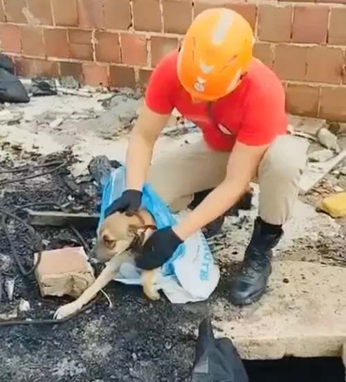 
				
					Bombeiros resgatam cachorro que caiu em poço, em João Pessoa
				
				
