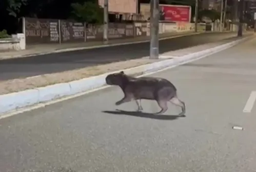 
				
					Capivaras em áreas urbanas motivam campanha para orientar população da Paraíba
				
				