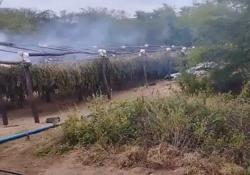 
				
					Operação da Polícia Civil incinera 200 mil pés de maconha no Sertão da Paraíba
				
				