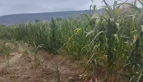 
				
					Operação da Polícia Civil incinera 200 mil pés de maconha no Sertão da Paraíba
				
				