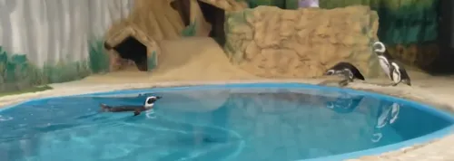 
				
					Pinguins chegam à Paraíba e podem ser visitados em aquário a partir desta quinta (1º)
				
				