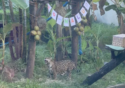 
				
					Resgatada do tráfico, onça Maria Luiza faz 20 anos e ganha festa na Bica, em João Pessoa
				
				
