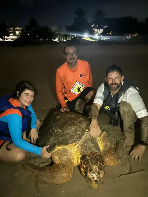 
				
					Tartaruga marinha com dificuldades para mergulhar é resgatada no mar da Praia de Intermares
				
				