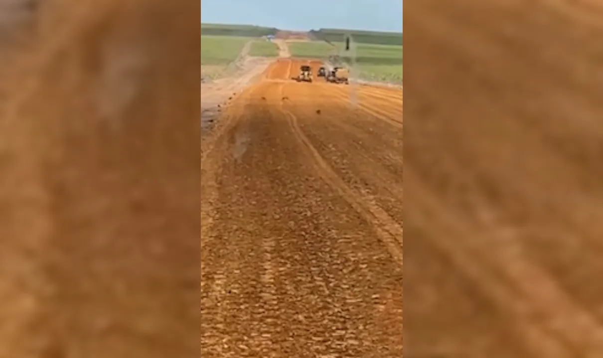 Obra da Ponte do Futuro entra na mira do MPF por risco a espécie ameaçada de extinção