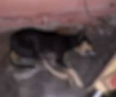 Teixeira registra mais de 200 mortes de cães e gatos com suspeita de envenenamento