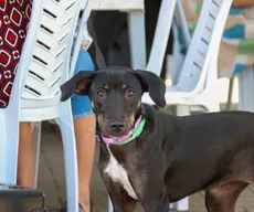 Apenas 23 municípios cumpriram meta do programa estadual de castração animal na Paraíba