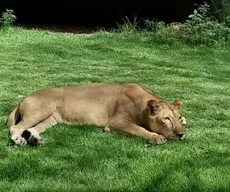 Portaria restringe acesso aos recintos de animais da Bica após jovem morrer atacado por leoa