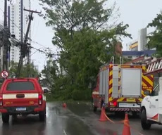 Árvore cai e interdita via no bairro do Expedicionários, em João Pesssoa