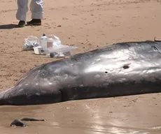 Baleia morre após encalhar em praia no Litoral Sul da Paraíba