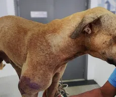 Cachorro é resgatado após ser baleado em João Pessoa