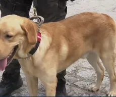 Cão farejador da Polícia Militar da Paraíba participa da segurança da COP30