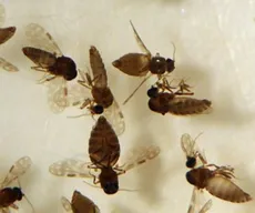 Casos de febre oropouche na PB passam de 8 para mais de 600 entre 2024 e 2025