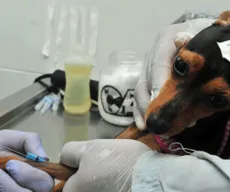 Programa oferece mais de 3 mil vagas para castração de cães e gatos em 16 cidades da Paraíba