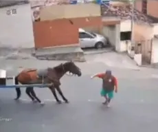 Cavalo ferido ao puxar carroça sofreu lesão no pescoço e não será sacrificado, em Campina Grande
