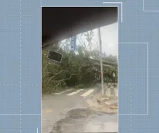 Chuvas com ventania causam queda de árvores e danos em casas e prédios, em Campina Grande