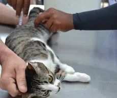 SES-PB promove 'Dia D' de cuidados para pets idosos neste sábado (21) em João Pessoa