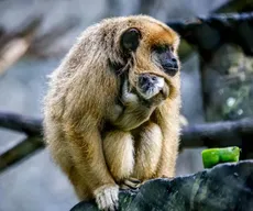 Veja o que fazer se encontrar animais silvestres em área urbana