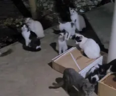 Gatos abandonados: Justiça bloqueia R$ 39 mil da Prefeitura de João Pessoa por descumprir decisão