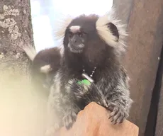 Interação com animais silvestres: entenda quais os riscos e como evitá-los