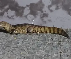 Jacaré é capturado após circular por ruas de Fagundes