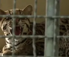 Jaguatirica atropelada em Rondônia vai ser levada para a Bica