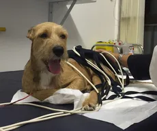 Lei cria programa de incentivo à adoção de animais resgatados na Paraíba