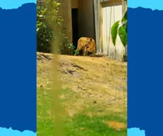 Leoa volta ao recinto da Bica, em João Pessoa, após morte de jovem e período em isolamento