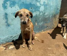 Mais de 20 cães são encontrados em situação de maus-tratos em canil municipal do Sertão da PB