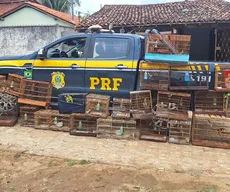 Operação contra tráfico de fauna resgata 245 animais silvestres na Paraíba