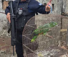 Papagaio furtado da Bica é resgatado em comunidade do bairro do Roger, em João Pessoa