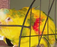 Papagaio que teria sido cuidado por Frei Damião vive com família em Livramento