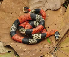 Pesquisadores da UEPB lançam guia ilustrado para identificação de animais peçonhentos
