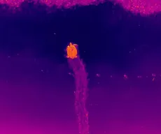 Pesquisadores da UFPB registram assinatura térmica de tartaruga durante desova