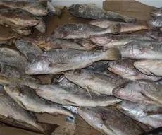 Pesquisas encontram variação de até 125% no preço do peixe em João Pessoa para a Semana Santa