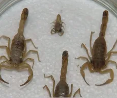 Picadas de escorpião geram mais de 2 mil atendimentos na Paraíba em 2025