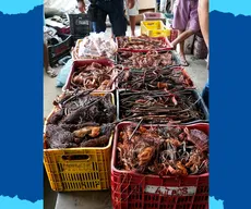 Quase uma tonelada de fios de cobre é apreendida em João Pessoa, e dois suspeitos são presos