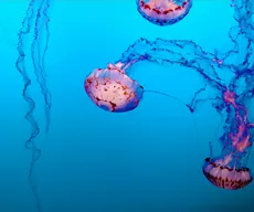 Queimadura de água-viva: casos aumentam no verão em João Pessoa; saiba o que fazer