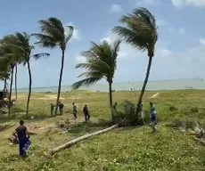 Retirada de coqueiros na orla de Camboinha é ação de recuperação ambiental, diz MPF