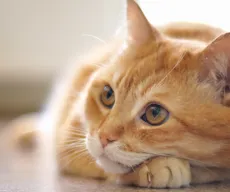 TJPB decide que gatos de condomínio em João Pessoa não são “animais comunitários”