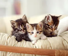 TJPB determina que João Pessoa elabore plano de controle de animais abandonados nas ruas