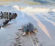 Tartaruga marinha que ingeriu plástico é devolvida ao mar após tratamento