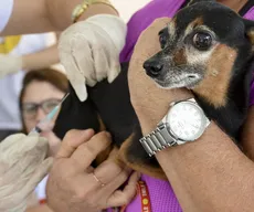 Vacinação contra raiva animal: PB tem Dia D de imunização; veja serviços
