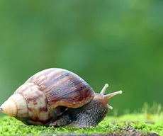 Caracol-gigante-africano pode transmitir doenças graves; veja como identificar e evitar riscos