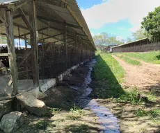 Empresária dona de granja de galinhas é presa por poluição ambiental, em Campina Grande