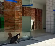 Gatos na UFPB: MPT recomenda barreiras para impedir animais em ambientes internos