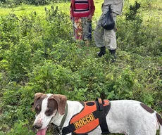 Idosa de 66 anos desaparecida é encontrada com vida por cadela de busca