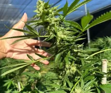 Justiça autoriza uso de flor de cannabis para fins medicinais a pacientes de associação na PB