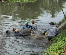 Peixe-boi é resgatado no rio Jaguaribe, em João Pessoa